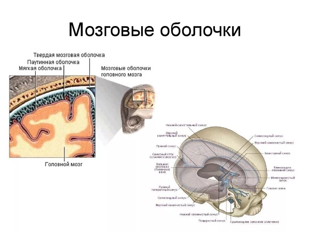 Внутренняя оболочка мозга. Строение сосудистой оболочки мозга. Строение твердой оболочки головного мозга. Твердая мозговая оболочка головного мозга схема. Оболочки головного мозга твердая паутинная и мягкая.