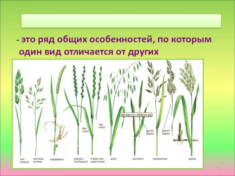 Декоративные растения семейства злаковых. Дикорастущие злаковые растения. Злаки Мятликовые лист. Злаки Мятликовые представители.