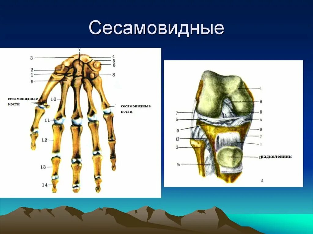 Губчатые кости кости конечностей. Губчатые кости сесамовидные. Сесамовидные кости стопы. Сесамовидные кости, ossa sesamoidea. Сесамовидные кости губчатые кости.