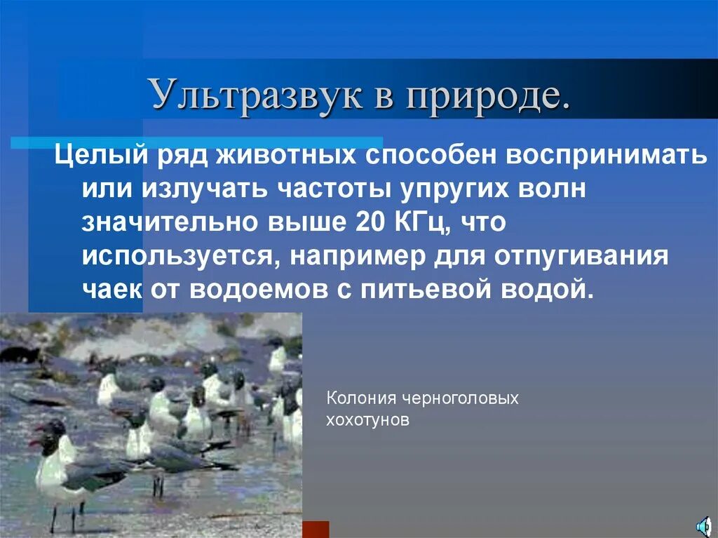 Ультразвуковые волны в природе. Ультразвук в природе. Ультразвук в природе и технике. Ультразвук и инфразвук в природе.