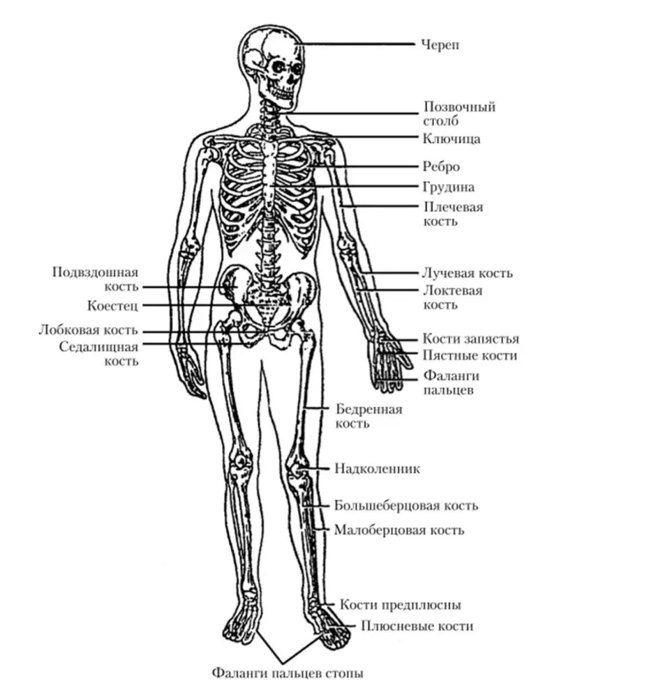 Подпишите отделы скелета. Строение костей человека схема. Отделы скелета человека схема. Отделы скелета рисунок. Скелет схема анатомия.