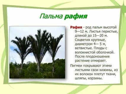 Сколько звуков в слове пальма