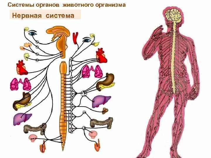 Системы органов животных. Системы жизнедеятельности животного организма. Системы органов животных и человека. Органы и система органов животных нервная. Ткани органы системы органов животных