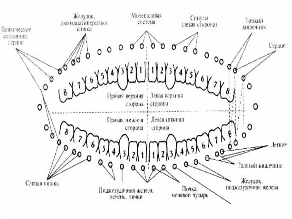 Связь зубов с органами. Связь зубов с внутренними органами человека схема расположения. Схема соответствия зубов внутренним органам. Зубы взаимосвязь с внутренними органами. Связь зубов и внутренних органов схема.