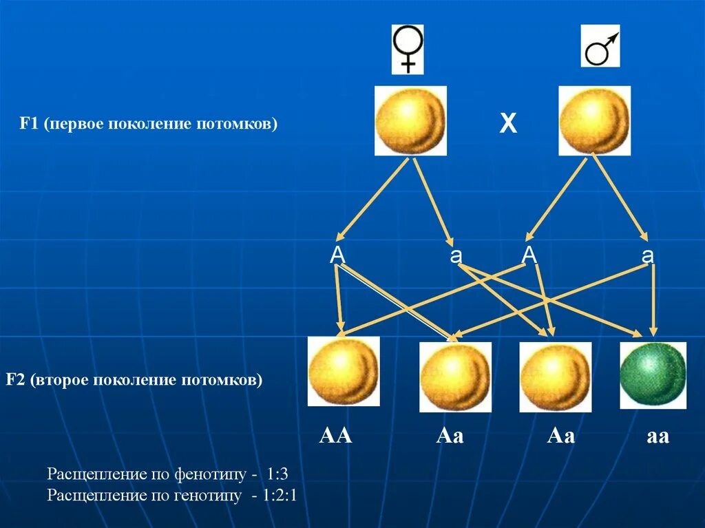 Моногибридное скрещивание закон расщепления. Моногибридное скрещивание второе поколение. Расщепление по фенотипу. Расщепление по генотипу 1 1. АА АА расщепление по генотипу.