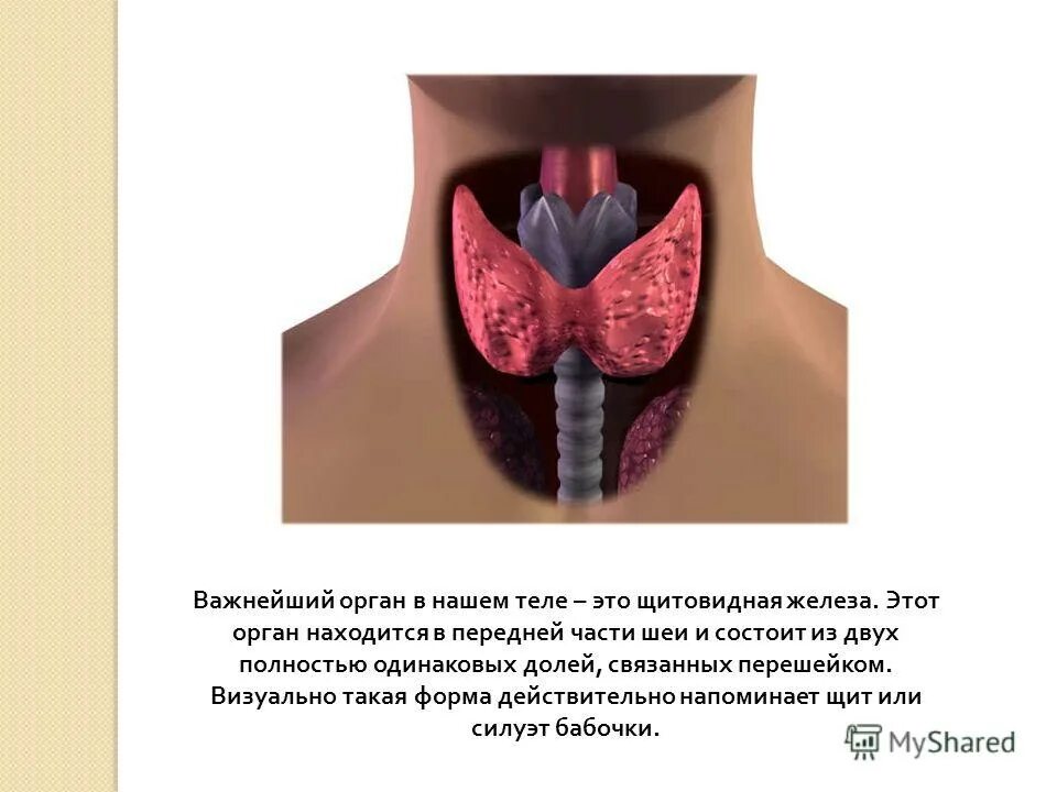 Как называют женскую железу. Расположение щитовидной. Щитовидная железа анатомия. Щитовидная железа расположение в организме.