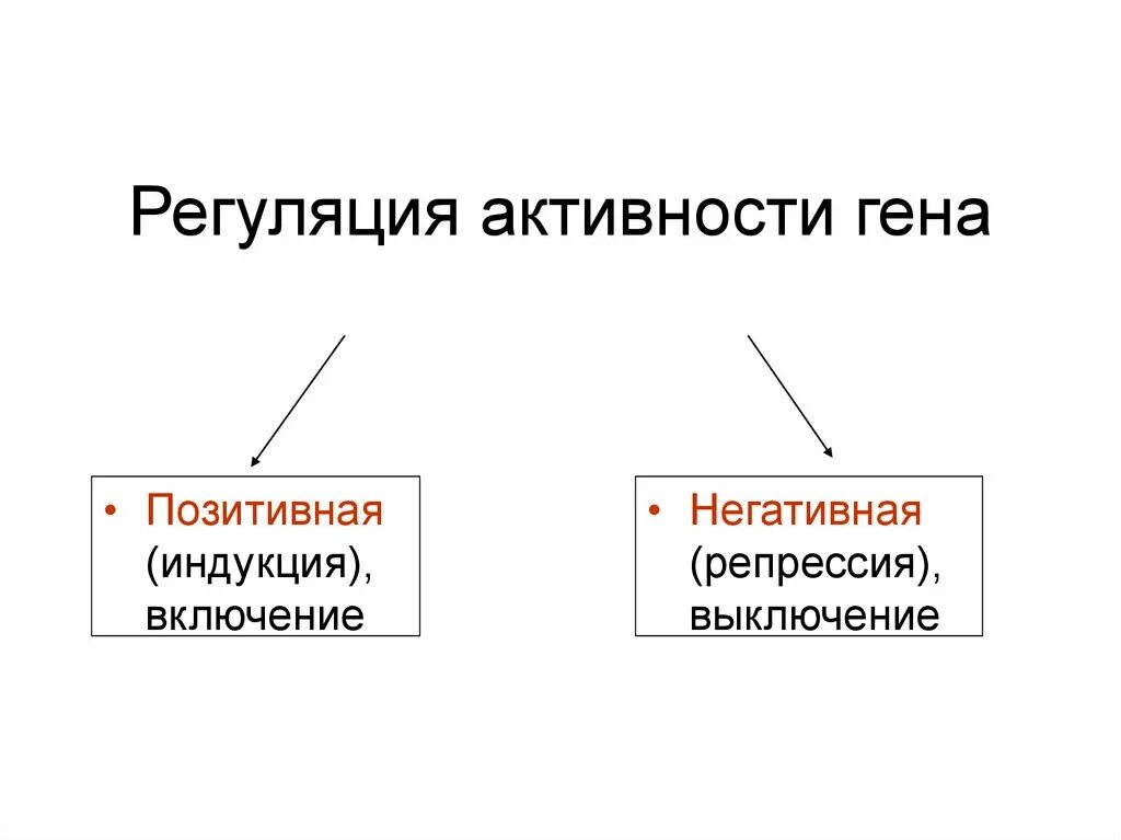 Регуляция генов прокариот. Регуляция генетической активности. Регуляция активности генов. Механизмы регуляции генной активности у прокариот и эукариот. Механизм регуляции генной активности у про- и эукариот.