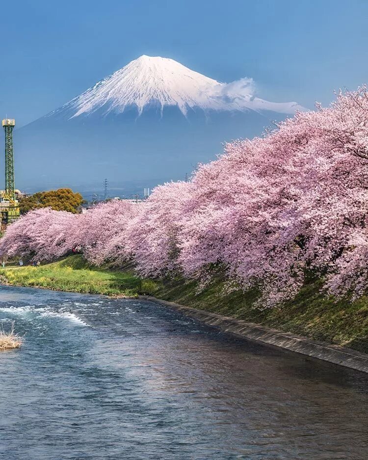 Фудзияма Япония. Киото Фудзияма. Йокогама Япония цветение Сакуры. Курильская Сакура. Место сакура