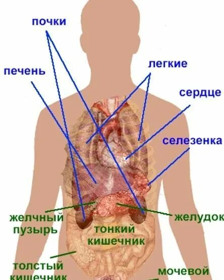 Болит печень почки. Органы Цзан и фу. Почки и печень человека расположение. Почки у человека расположение.