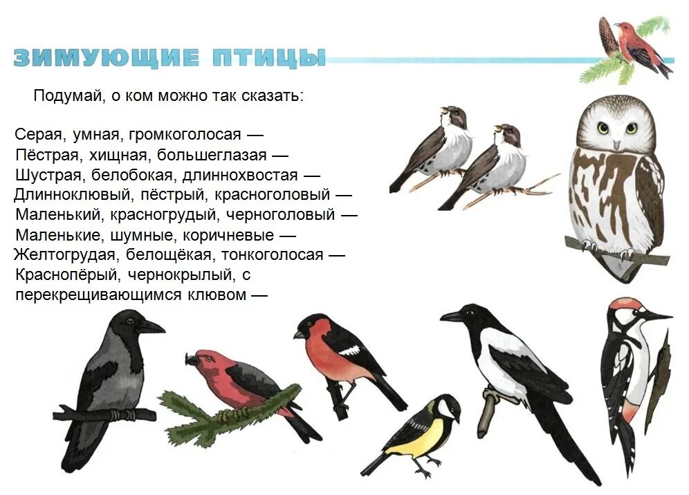 Самостоятельная работа по теме птицы 8 класс. Зимующие птицы. зимующие птицы задания для дошкольников. изображение зимующих птиц. описание зимующих птиц для дошкольников.