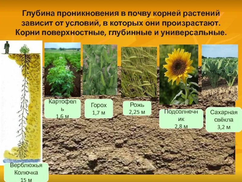 Глубь корень. Глубина почвы. Корневая система растений глубина.