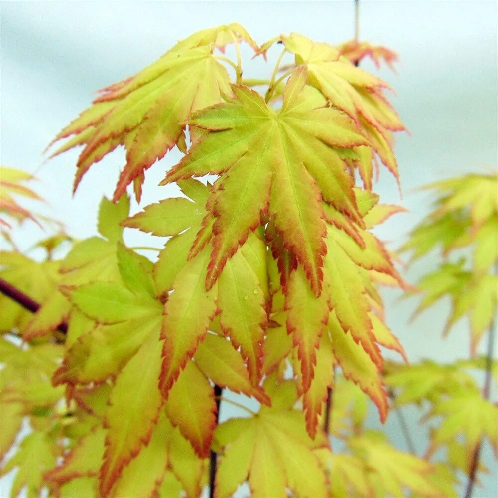 Клен Пальматум оранж Дрим. Клен дланевидный Орандж Дрим. Acer palmatum Orange Dream. Клен веерный оранж Дрим. Клен в какой природной