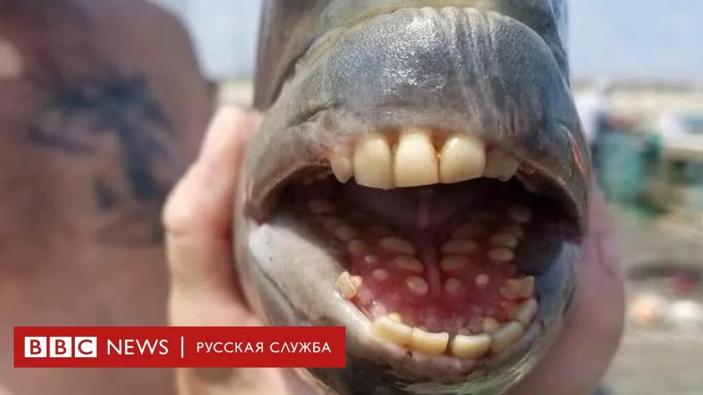 Рот зубы рыбы. Бурый паку пиранья. кейпкодский карась зубы.