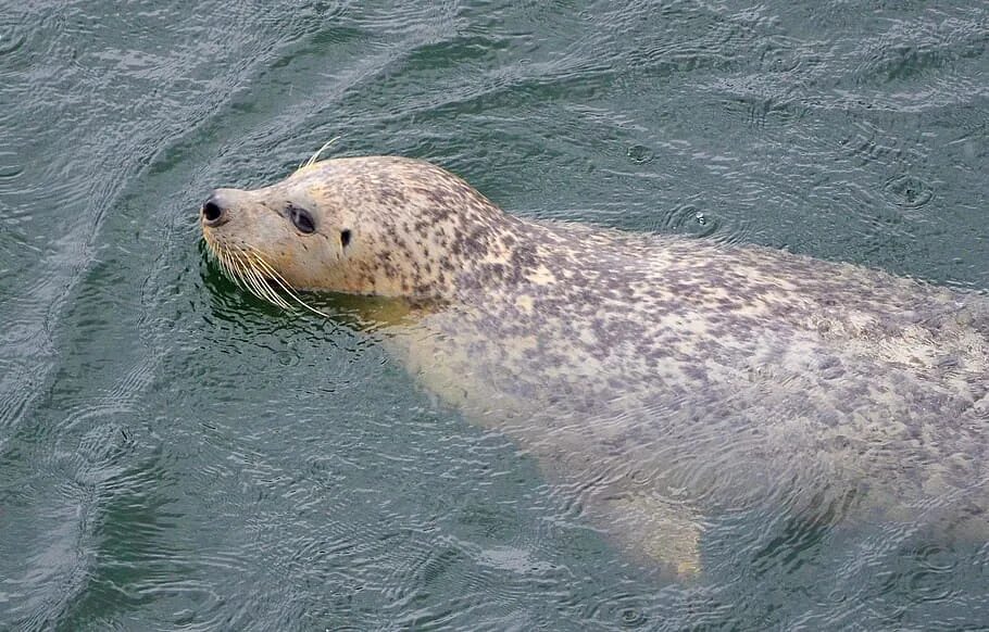 Водные млекопитающие. Морские животные Балтийского моря. Млекопитающие Балтийского моря. Тюлень под водой.