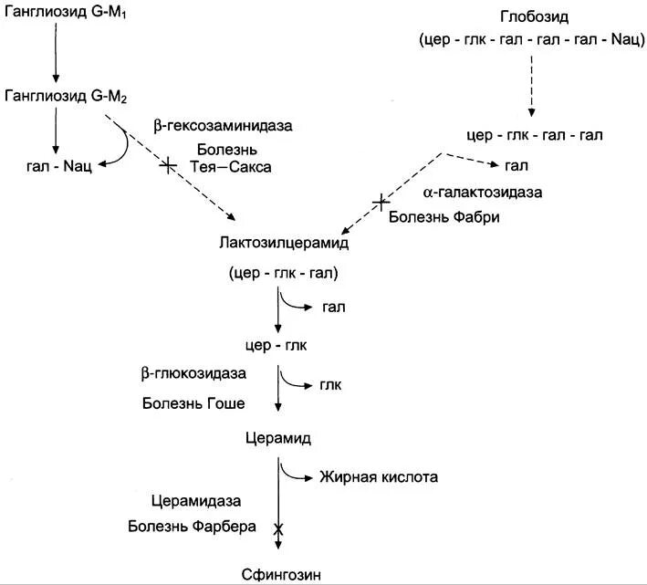 Болезнь биохимия. Схема катаболизма фосфолипидов. Болезнь альцгеймера амилоид. Болезнь биохимия. Глюкозо-6-фосфатаза и болезнь гирке.