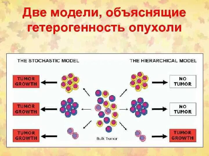 Выраженная гетерогенность. Гетерогенность опухоли. прогрессия и гетерогенность опухолей. гетерогенность клеток. клеточная гетерогенность.
