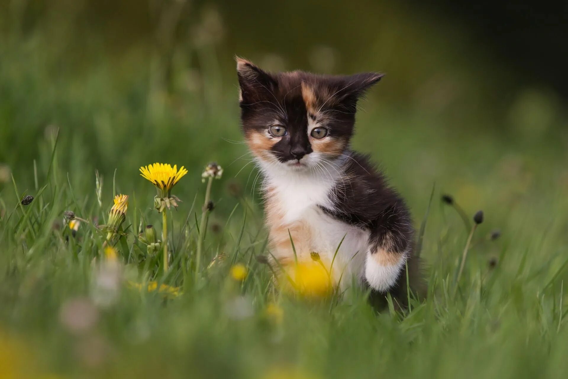 Котик летом