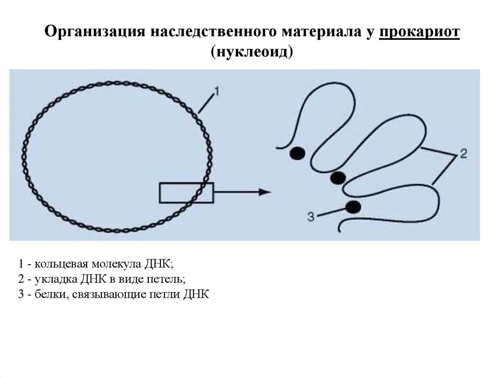 Прокариоты кольцевая днк. Организация генетического материала у прокариот. Организация наследственного материала у прокариот. Организация ДНК У прокариот. Особенности организации генетического материала прокариот.