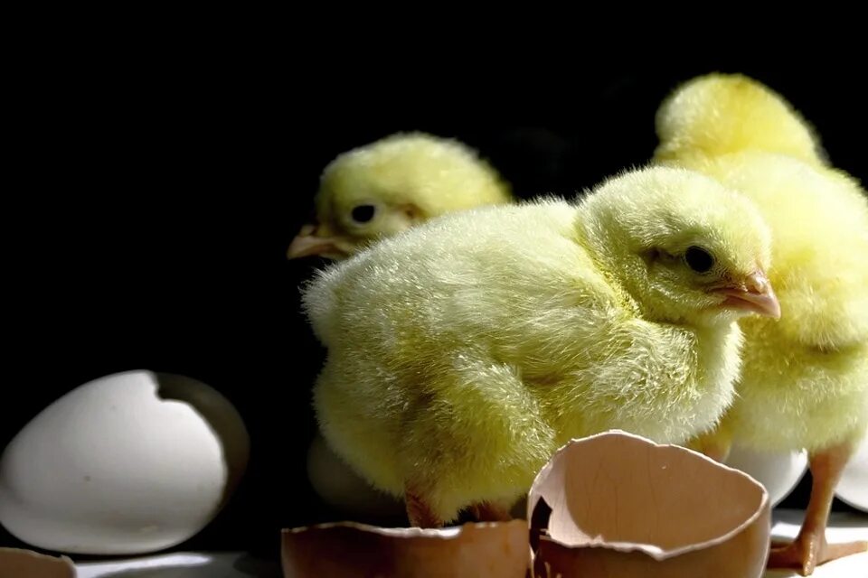 Жизнь цыпленка 1