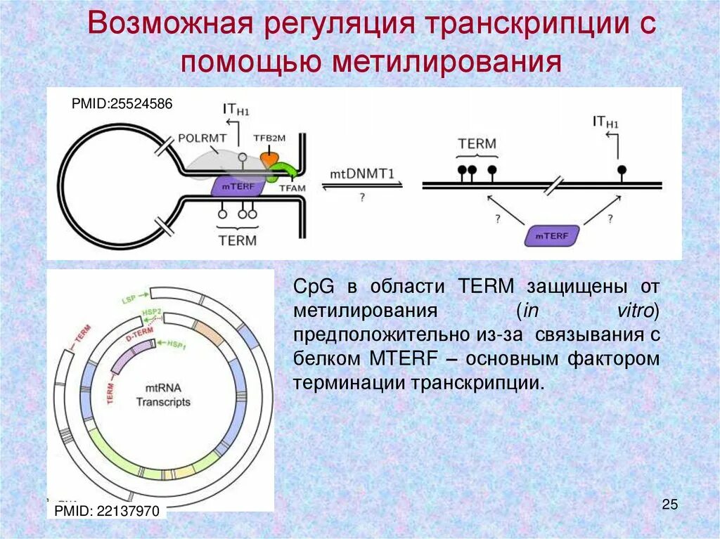 Регуляция транскрипции и трансляции. Регуляция терминация транскрипции. теория регуляции транскрипции. метилирование днк транскрипция. метилирование регуляция транскрипции.
