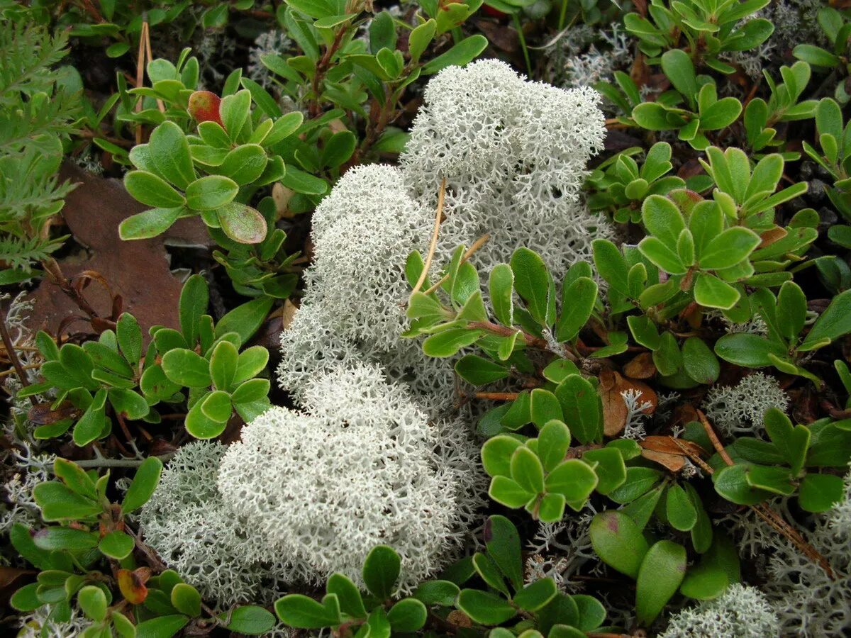 ягель оливковый. мох ягель изумруд. мох ягель стабилизированный. мох ягель trysomegreen. мох ягель trysomegreen.