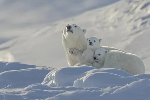 Wildlife Photographer Captures Sweet Shots of Polar Bear Families Playing i...