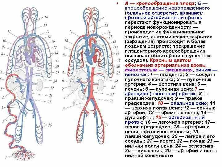 Аранциев проток анатомия. Кровообращение новорожденного анатомия. Схема кровообращения новорожденного ребенка. Кровообращение плода схема. Особенности гемодинамики