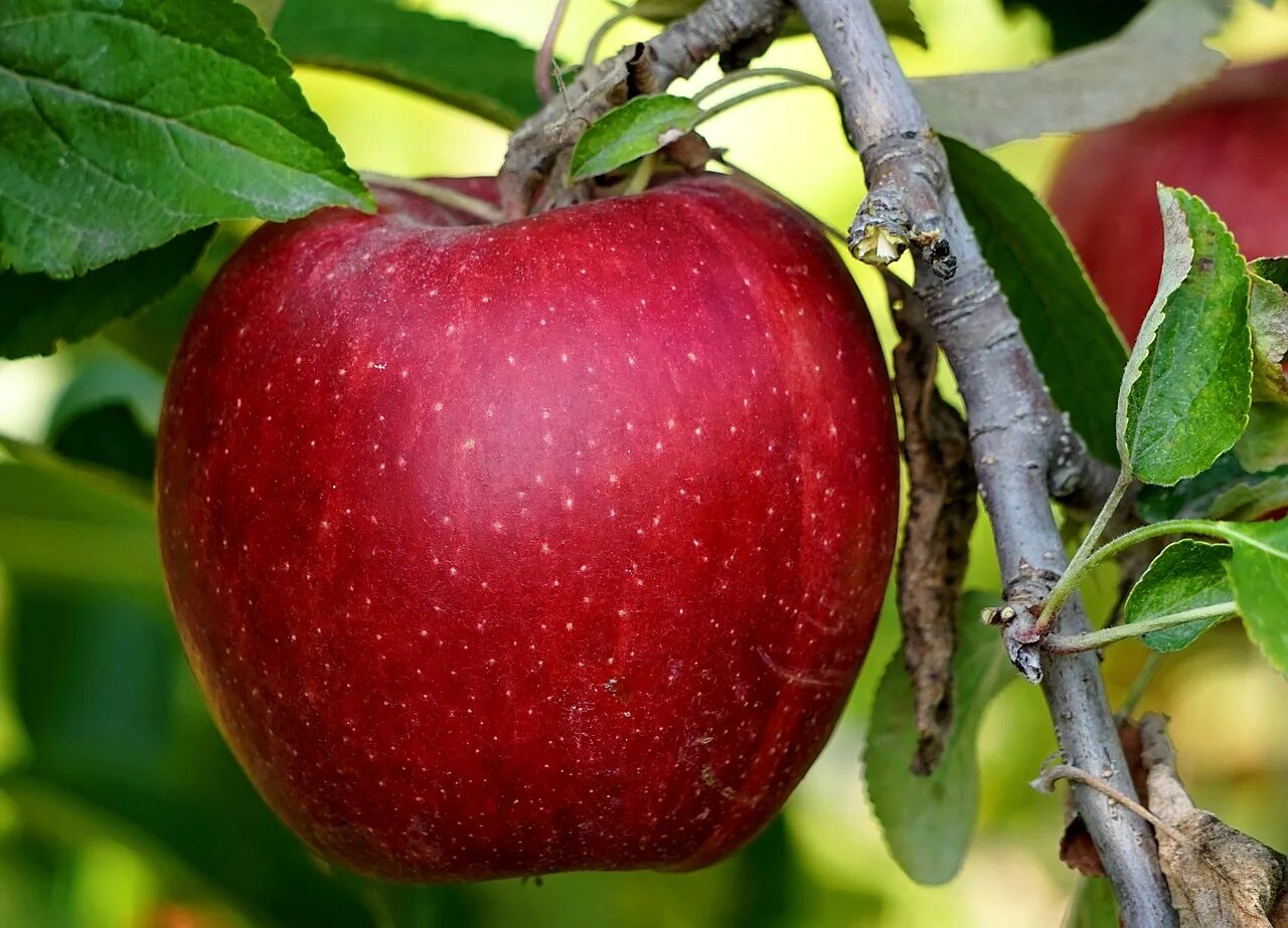 Видеть во красные яблоки. Яблоня ред Делишес дерево. Яблоня Пауло ред. Яблоня поспех. Яблоки красные.