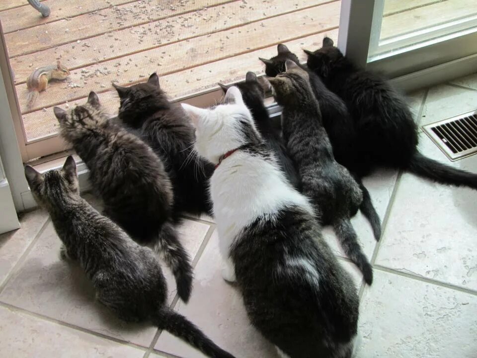 Пойду к другому дому. Много котов. Много котов ждут. Много наглых котов. Много котов фото.