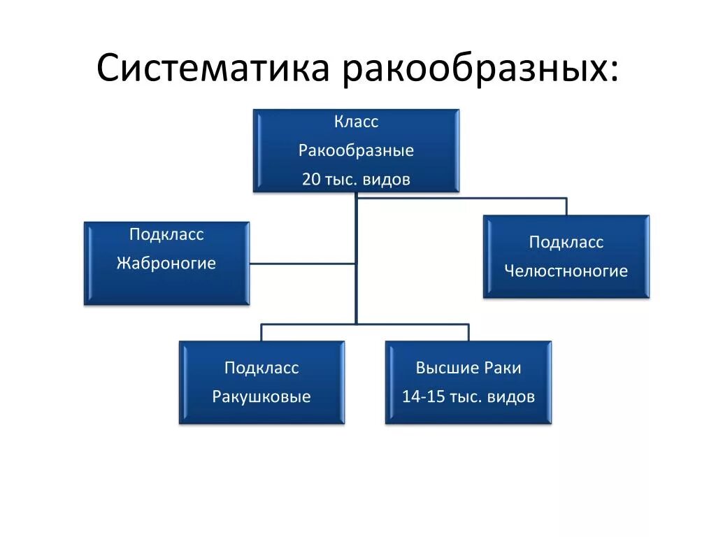 Отряд десятиногие крабы. Отряды ракообразных 7 класс таблица по биологии. Беспозвоночные группы животных. Отряд десятиногие ракообразные. Класс ракообразные отряды.