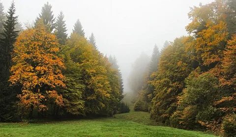 Лесная опушка осенью
