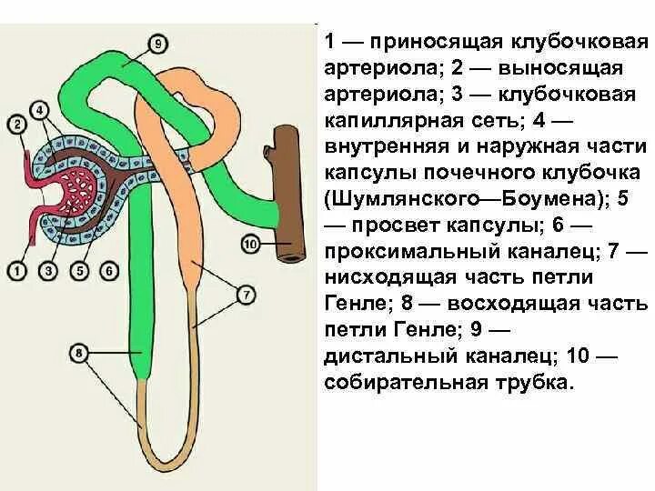 Строение нефрона выносящая артериола. Капсула нефрона выносящая артериола. Приносящая клубочковая артериола функции. Выносящая клубочковая артериола. Выносящая артериола почки