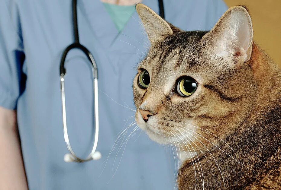 Кошка которая болела. Ветеринар с кошкой. терапия кошками. кошка врач. кошка в ветеринарной клинике.