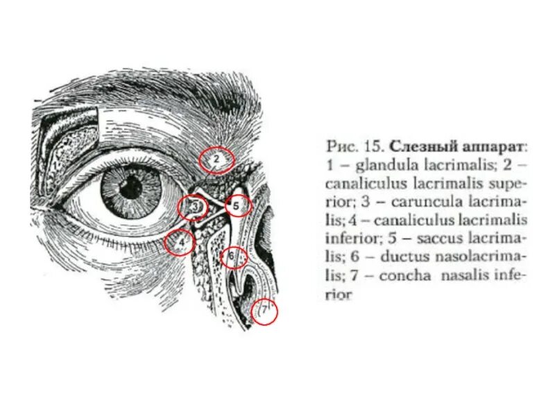 Слезные железы (glandulae LACRIMALIS). Glandula LACRIMALIS слёзная железа. Секрет слезной железы
