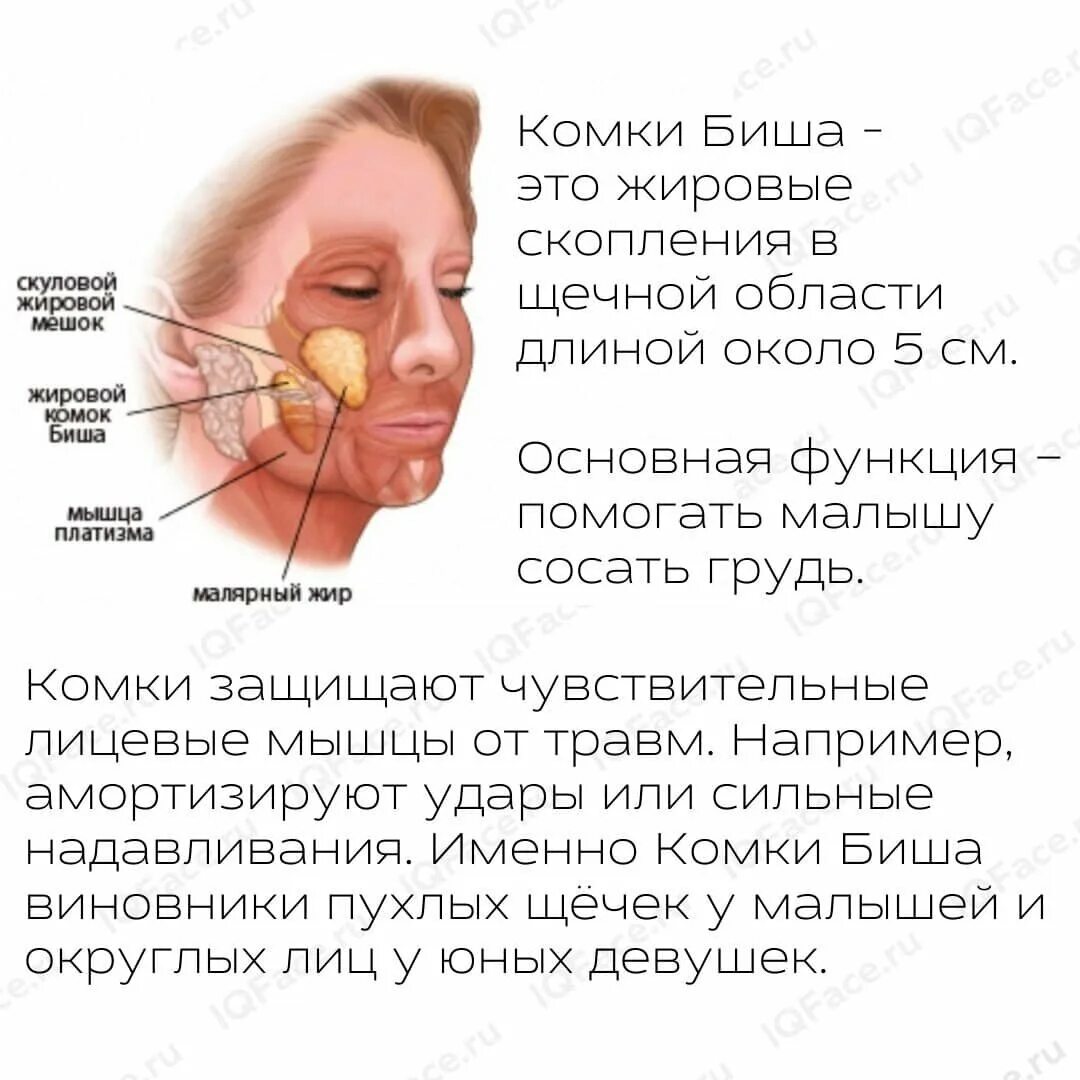 Зачем комки биша. Комки Биша схема расположения.