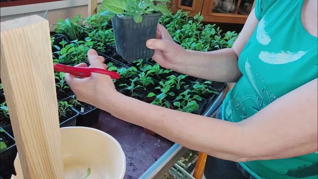 Как прищипнуть петунию видео. Формировка петунии ампельной. первая прищипка петунии. когда прищипывать петунию в рассаде. как правильно сформировать петунию.