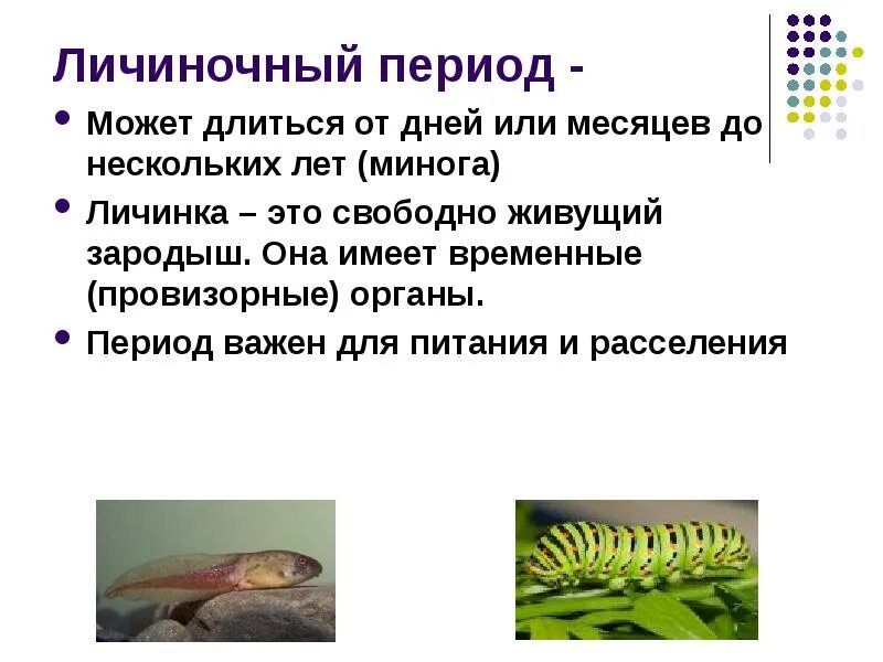 Сообщение о личинках миног