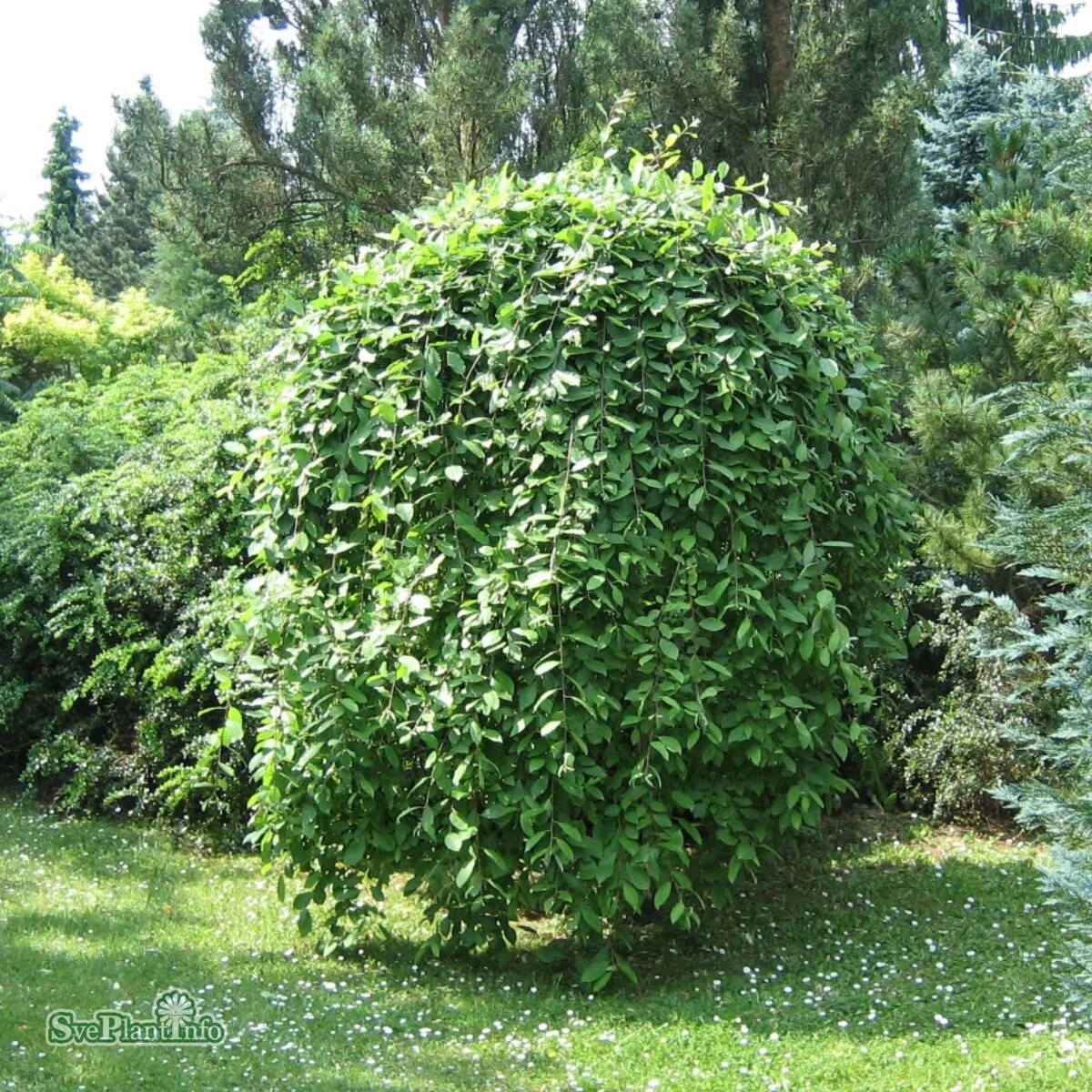 Ива козья фото. Ива caprea kilmarnock. ива козья kilmarnock. ива козья salix caprea kilmarnock. ива козья килмарнок (salix caprea kilmarnock).