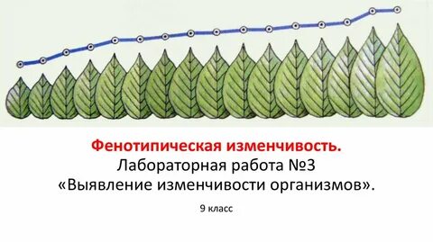 Лабораторная работа no 1 изменчивость организмов