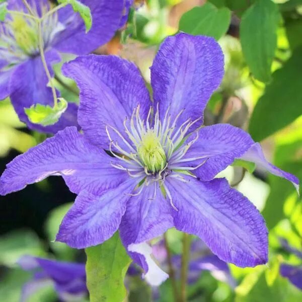 Клематис рапсодия отзывы фото Clematis 'Rhapsody' Clematis, Clematis plants, Flower show