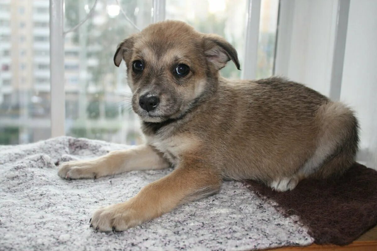 Щенки дворняжки. Собаки дворняжки девочки. Рыжая собака дворняга. Щенки дворняжек маленьких собак. Маленькая рыжая собачка дворняжка.