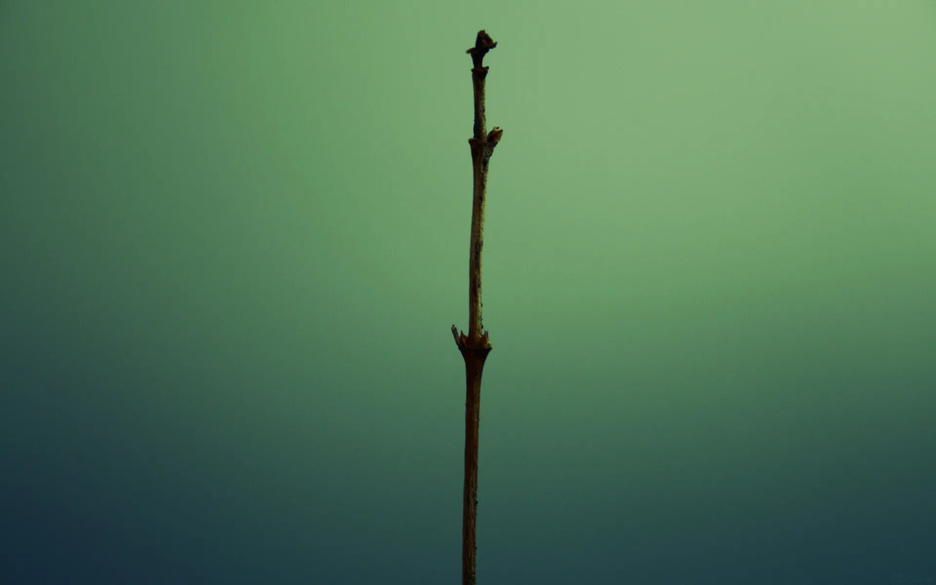 веточки 1. гипсофила метельчатая веточка. ветка. чипборд веточки. веточки 1.