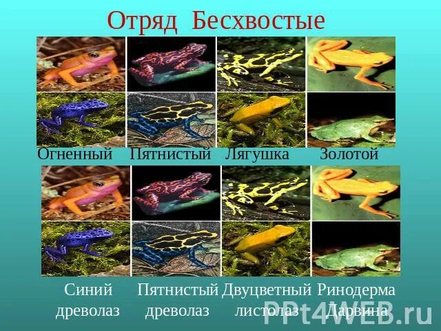 Бесхвостые отряд класса. Отряд бесхвостые. отряд бесхвостые земноводные представители. бесхвостые многообразие. отряд бесхвостые презентация.