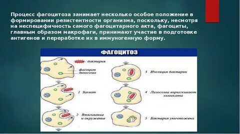 Растительная клетка способна к фагоцитозу