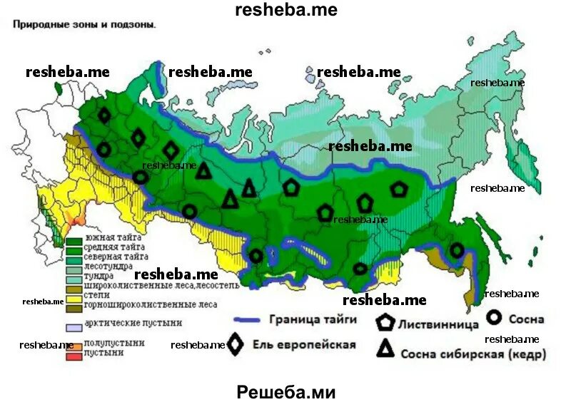 Зона тайги на карте. Зона тайги на карте России. Тайга природная зона на карте. Таежная зона на карте.