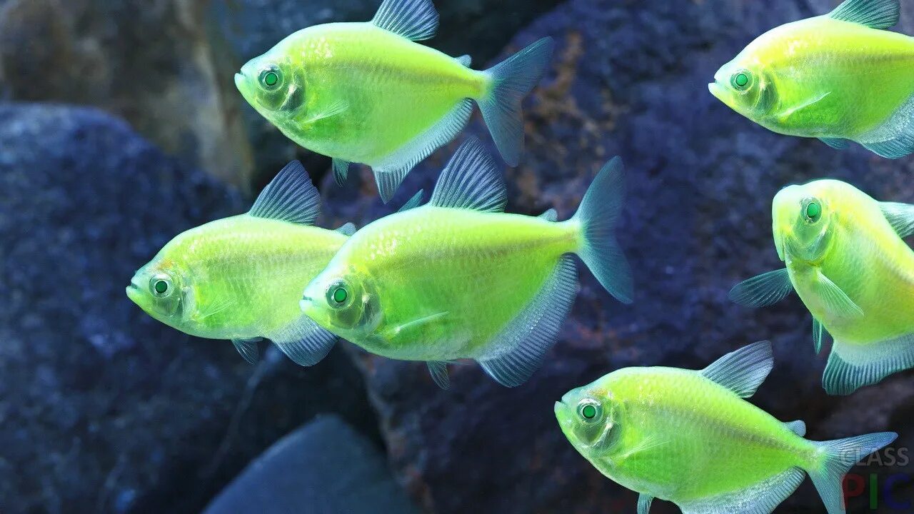 Попондетта фурката рыбка аквариумная. Неон керри аквариумная рыбка. Как называется рыбка в аквариуме. Пецилия шварц. Рыбка тернеция карамелька.