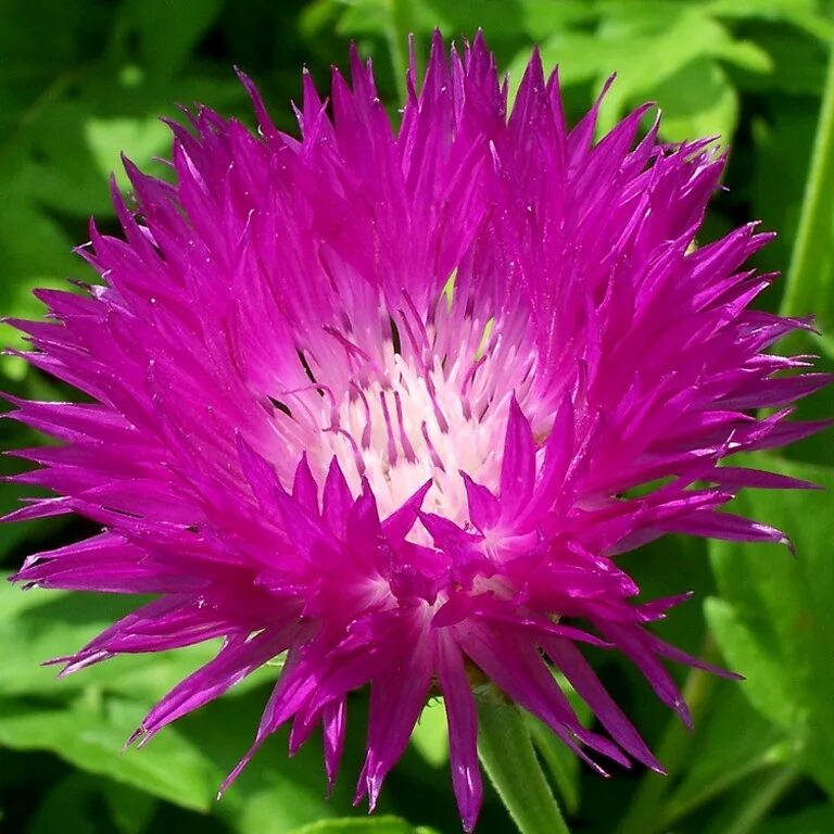 Centaurea dealbata Василек. Василек многолетний подбеленный. Василек подбеленный Centaurea dealbata. Василек садовый многолетний подбеленный.