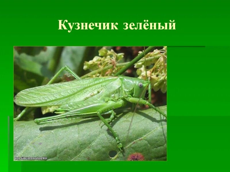 Почему кузнечик зеленый. Кузнечик презентация. Зелёный кузнечик. Полезные насекомые кузнечик. Кузнечик описание.