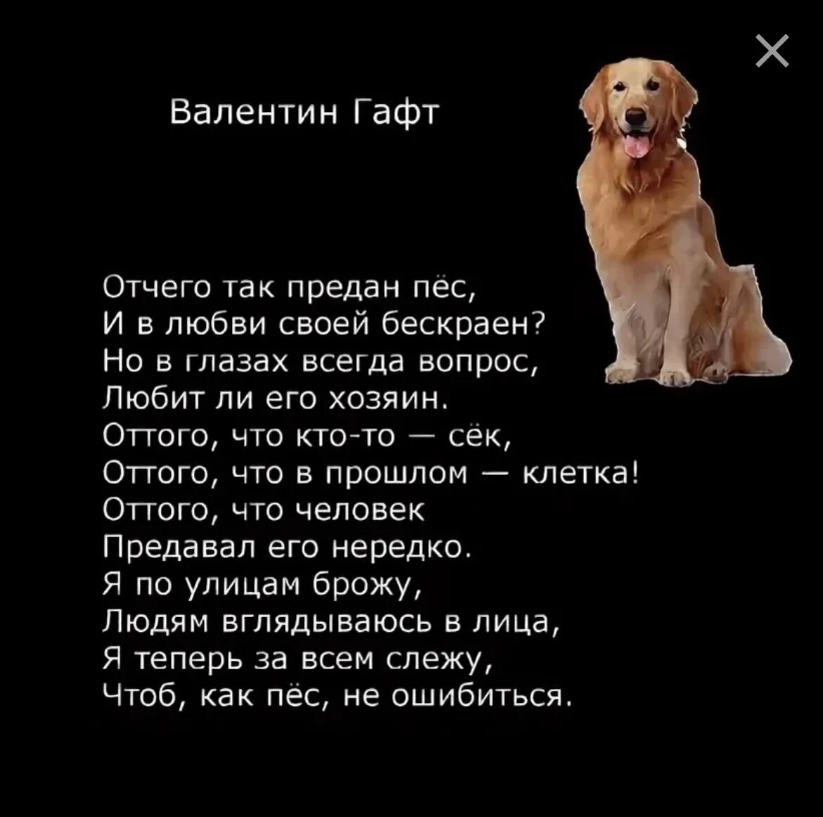 Стихотворение песня о собаке. Стих Гафта про собаку. Гафт пес стих.