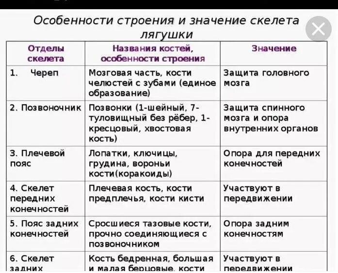 Сравнение птиц и млекопитающих